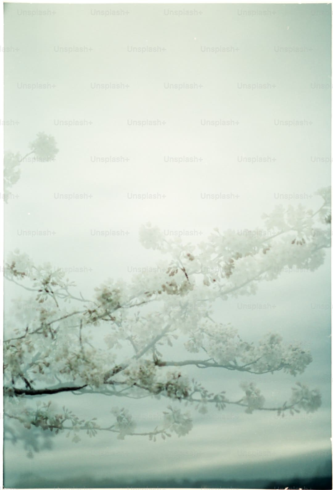 http://n.sinaimg.cn/news/transform/w600h400/20180312/9PTN-fyscsmu7614249.jpg?zdy